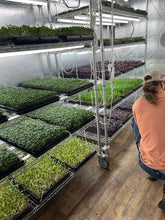 Load image into Gallery viewer, CSA: Microgreen REFILLs w/ Doorstep Delivery