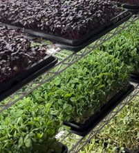 Load image into Gallery viewer, CSA: Microgreen REFILLs w/ Doorstep Delivery