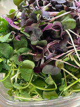 Load image into Gallery viewer, CSA SIGN UP: 2025 Salad CSA Season!