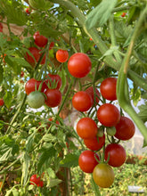 Load image into Gallery viewer, Ripe Cherry Tomatoes