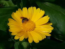 Load image into Gallery viewer, Calendula Herbal Skin Salve