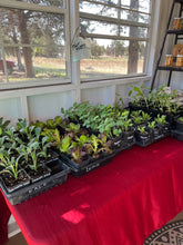 Load image into Gallery viewer, CSA FarmStand Funds