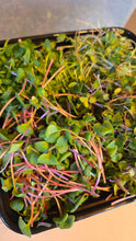 Load image into Gallery viewer, CSA: Microgreen Pre-Paid REFILLs = WITH DELIVERY