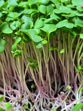 Load image into Gallery viewer, MICROGREEN Clamshells