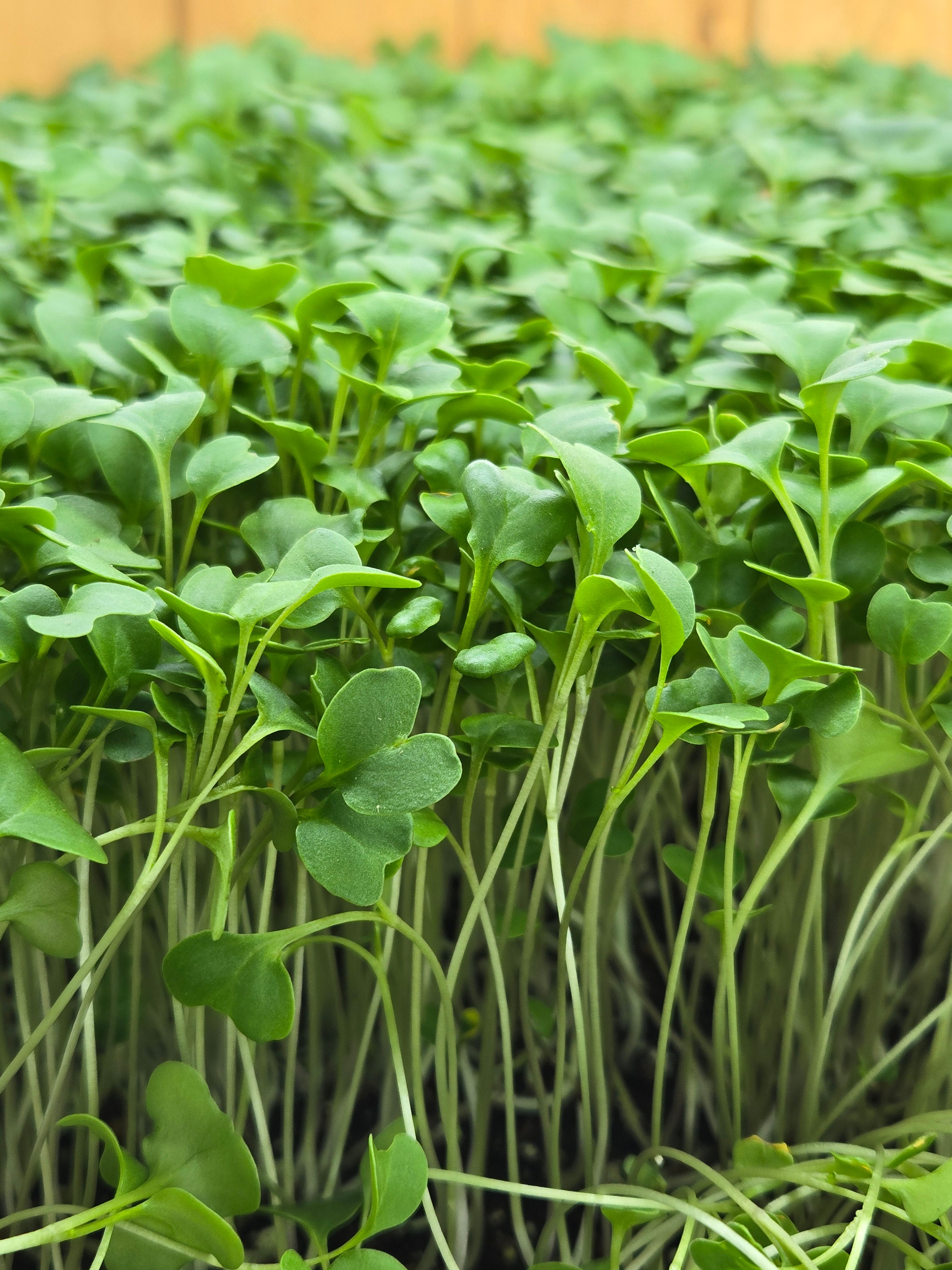 Fresh MICROGREEN Clamshells - LOCALS ONLY – Deschutes Produce