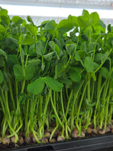 Load image into Gallery viewer, Fresh MICROGREEN Clamshells - LOCALS ONLY