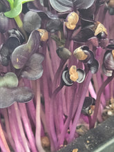 Load image into Gallery viewer, MICROGREEN Clamshells