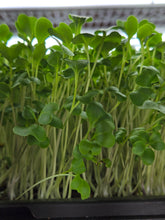 Load image into Gallery viewer, MICROGREEN Clamshells