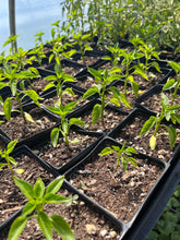 Load image into Gallery viewer, CSA FarmStand Funds