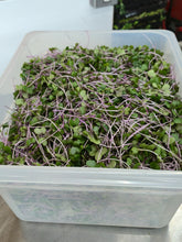 Load image into Gallery viewer, ALL MICROGREENS!!!
