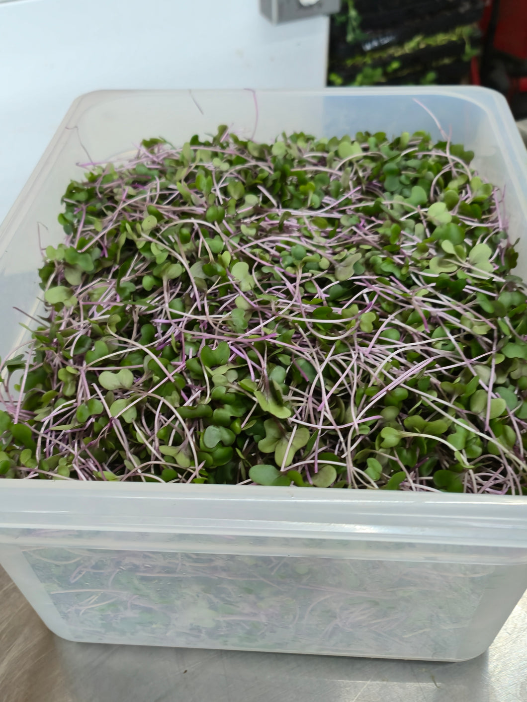 ALL MICROGREENS!!!