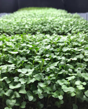 Load image into Gallery viewer, Broccoli Microgreen Capsules
