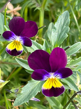 Load image into Gallery viewer, Flower Starts
