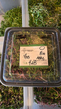 Load image into Gallery viewer, Freshy filled custom harvest of naturally elevated's CSA  Microgreen Refill container
