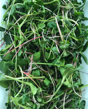 Load image into Gallery viewer, 🌱Microgreen ReFILL - Farmstand FREE Pickup
