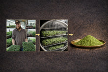 Load image into Gallery viewer, POWDER - Freeze-Dried Broccoli Microgreen - POWDER

