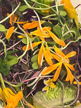 Load image into Gallery viewer, Super Salad from Deschutes Produce mix with lettuce, hardy greens, mustard, Chard, Cress, parsley, Cilantro, Calendula, VIola, Nasturtium
