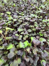 Load image into Gallery viewer, 🌱Microgreen ReFILL - Farmstand FREE Pickup
