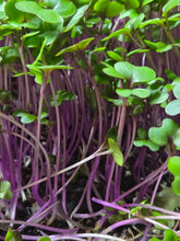 Load image into Gallery viewer, ALL MICROGREENS!!!
