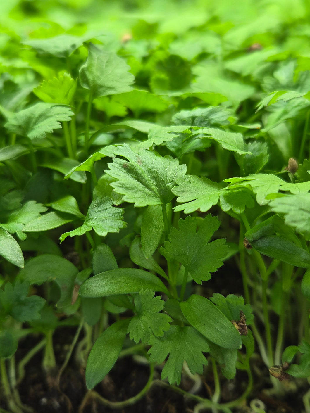 ALL MICROGREENS!!!