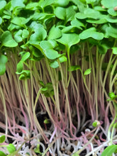 Load image into Gallery viewer, ALL MICROGREENS!!!
