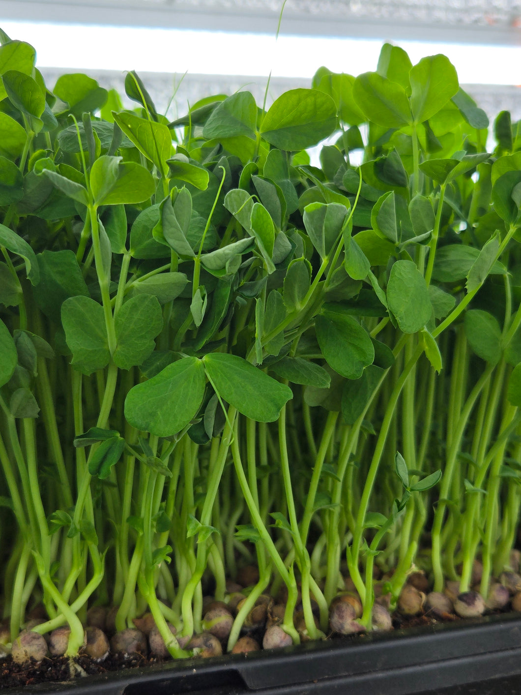 Pea Shoot Powder