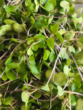 Load image into Gallery viewer, ALL MICROGREENS!!!
