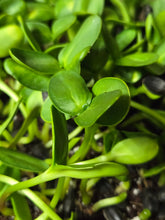 Load image into Gallery viewer, ALL MICROGREENS!!!
