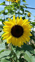 Load image into Gallery viewer, Plant Starts in 1 gallon
