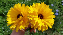 Load image into Gallery viewer, Flower Starts
