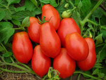 Load image into Gallery viewer, Tomato Starts
