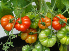 Load image into Gallery viewer, Tomato Starts
