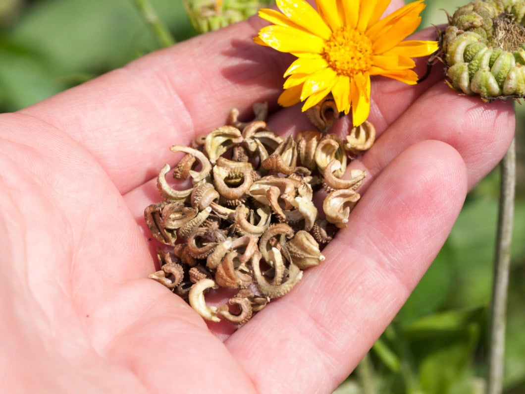 Calendula Seed 
