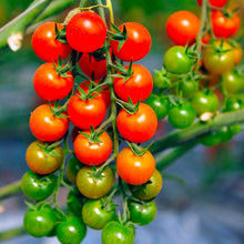 Load image into Gallery viewer, Tomato Starts
