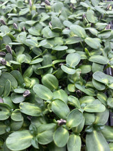 Load image into Gallery viewer, 🌱Microgreen ReFILL - Farmstand FREE Pickup
