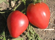 Load image into Gallery viewer, Tomato Starts
