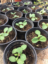 Load image into Gallery viewer, CSA FarmStand Funds
