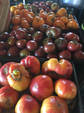 Load image into Gallery viewer, Tomato Starts
